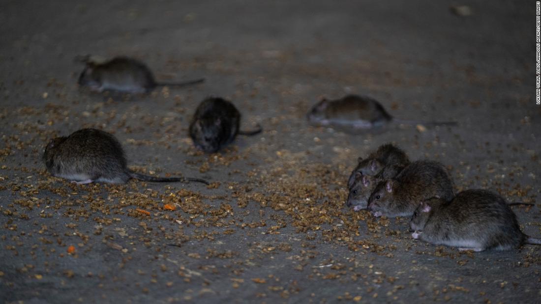 If you have the ‘killer instinct needed to fight the real enemy,’ you could be New York City’s next ‘rat czar’