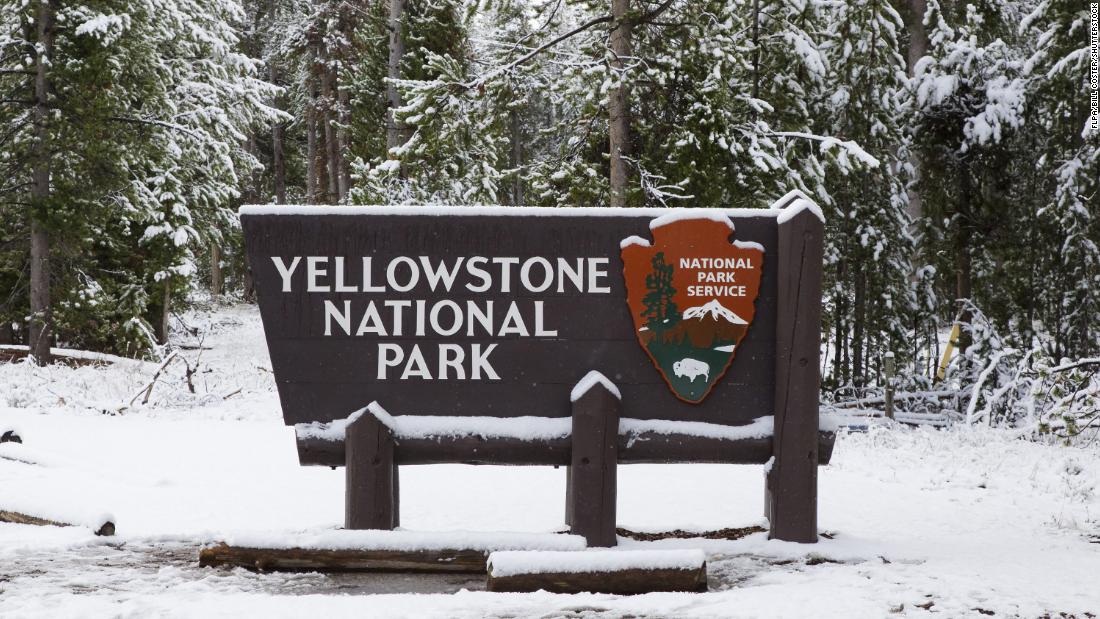 Thirteen bison killed in traffic accident near Yellowstone Park