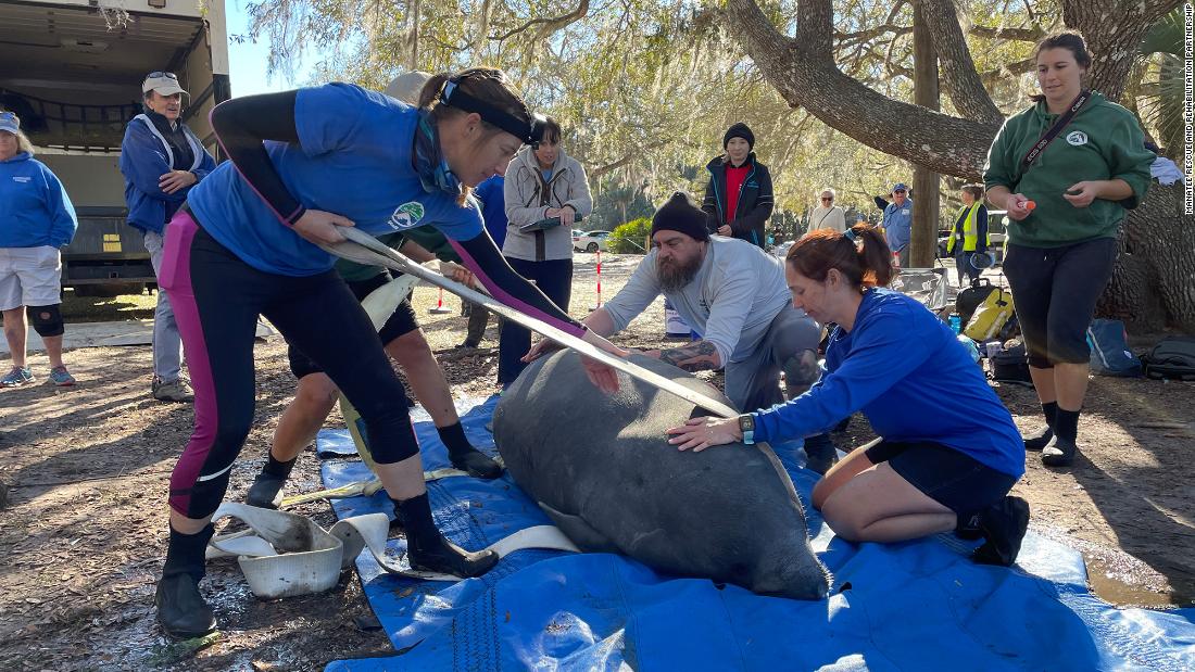 ‘Unprecedented’ 12 manatees released into the wild in one day