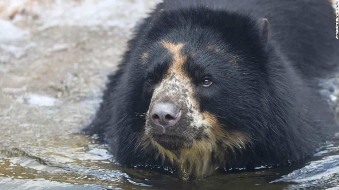 After escaping twice from enclosure, a bear is heading to a Texas zoo with a moat
